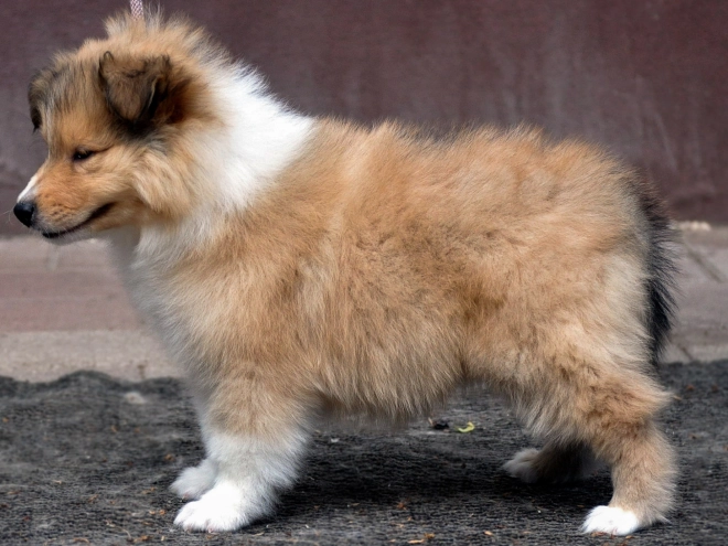 Collie Welpe kaufen
