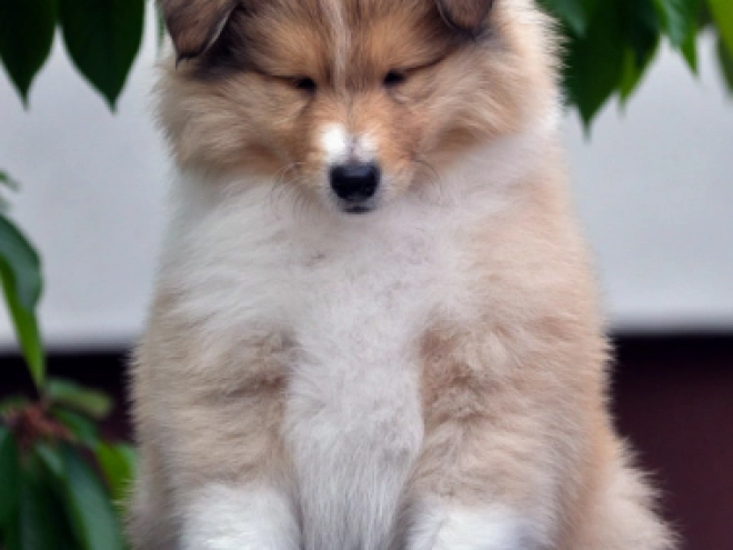 Collie Welpe kaufen