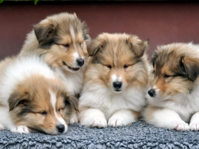 Perros Collie en venta