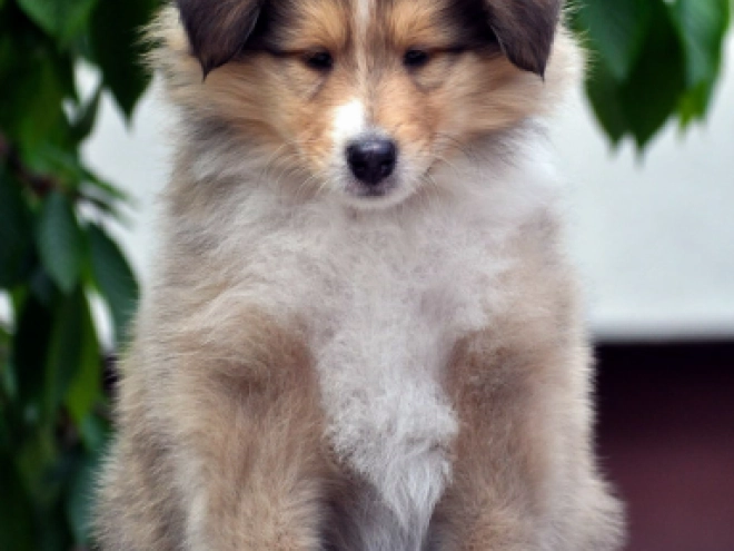 Perros Collie en venta