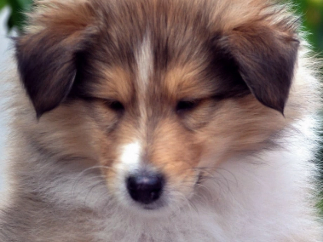 Perros Collie en venta