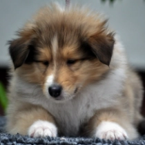 Stardust Knight, golden sable Collie for sale