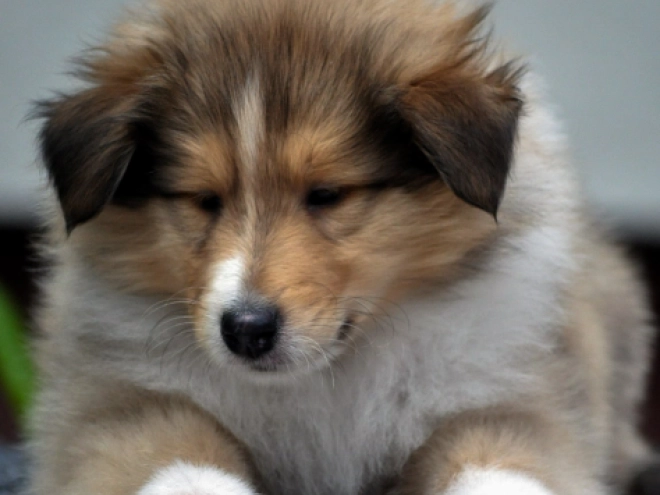Perros Collie en venta