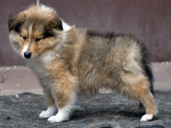 Perros Collie en venta