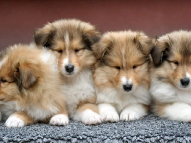 Perros Collie en venta