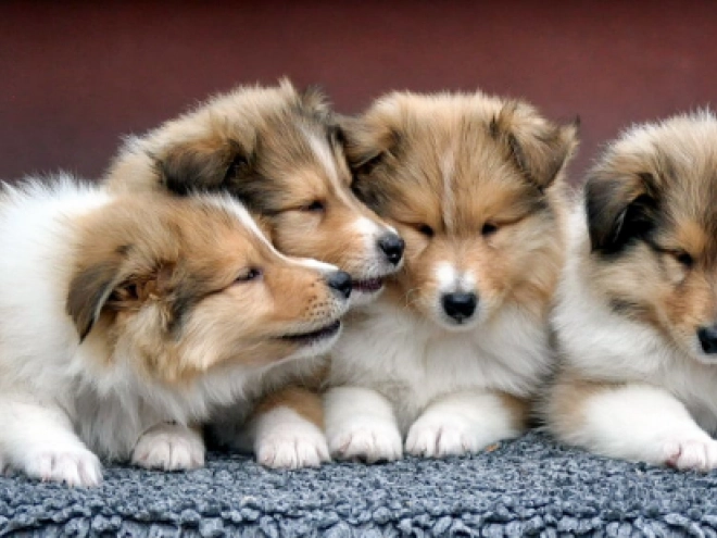 Perros Collie en venta