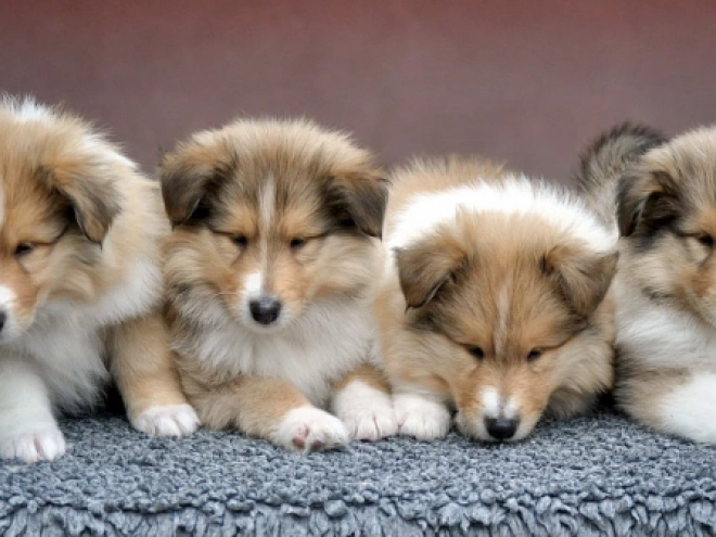 Perros Collie en venta