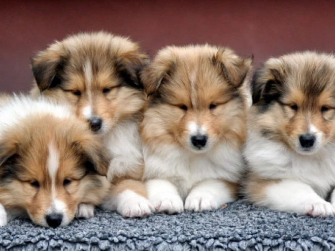 Perros Collie en venta