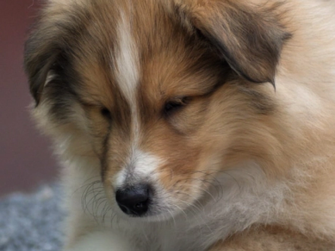 Perros Collie en venta