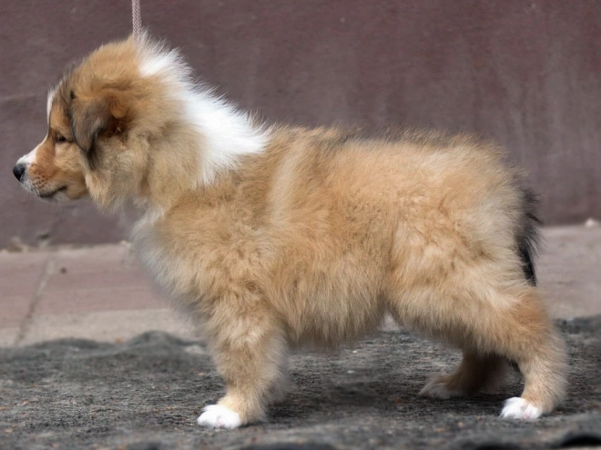 Perros Collie en venta
