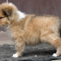 Sterling, golden sable Collie for sale