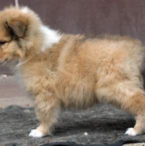 Perros Collie en venta