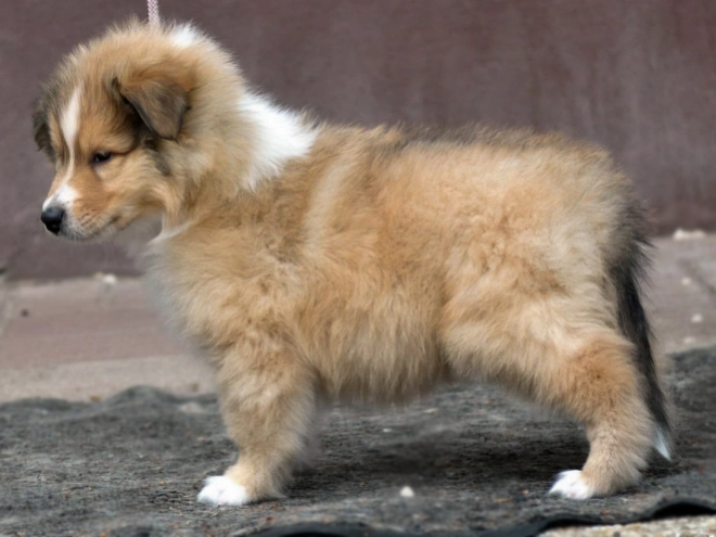 Perros Collie en venta
