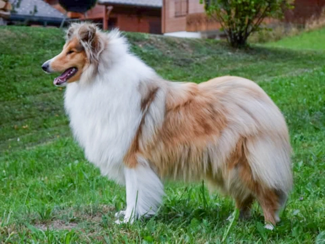 Perros Collie en venta