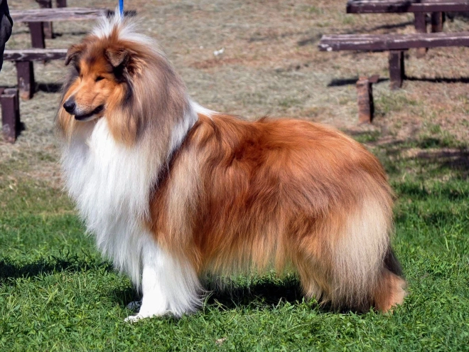Perros Collie en venta