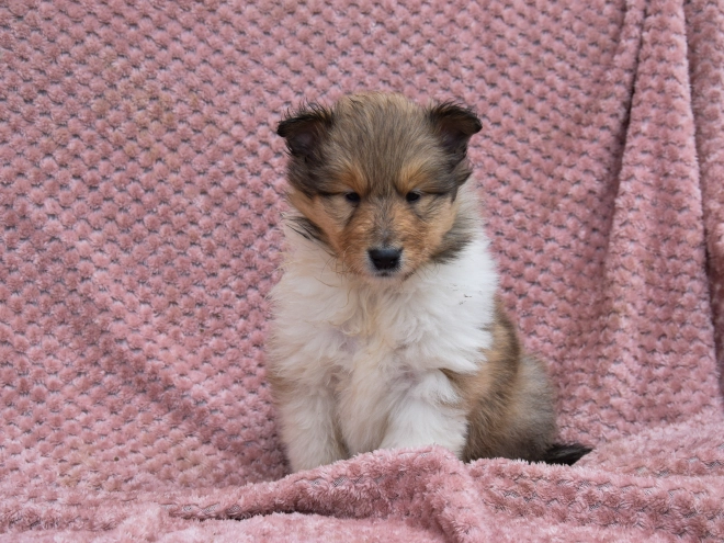 Collie puppy for sale