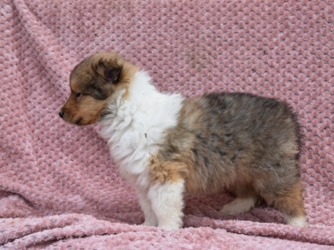 Collie puppy for sale