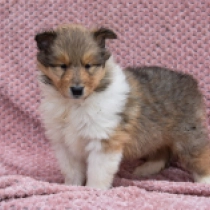 Perros Collie en venta