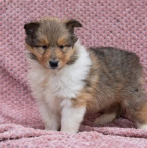 Collie puppy for sale