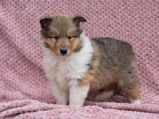Collie puppy for sale