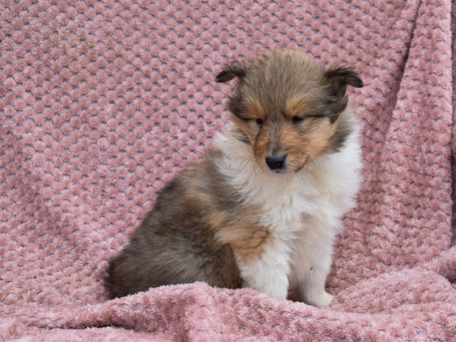 Collie puppy for sale