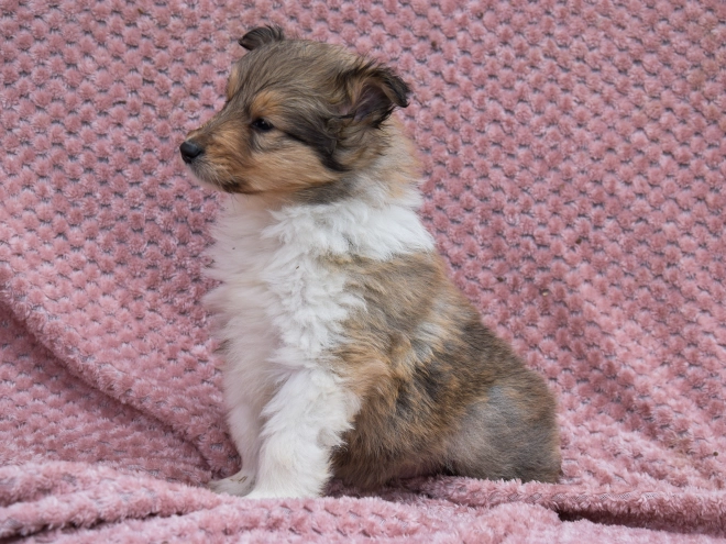 Collie puppy for sale