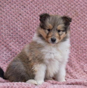 Collie puppy for sale