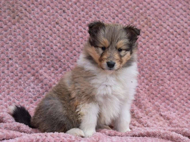 Collie puppy for sale