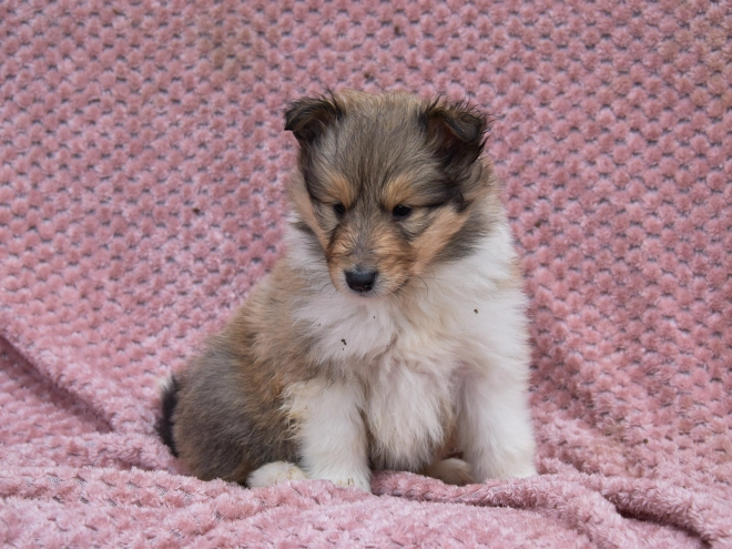 Collie puppy for sale