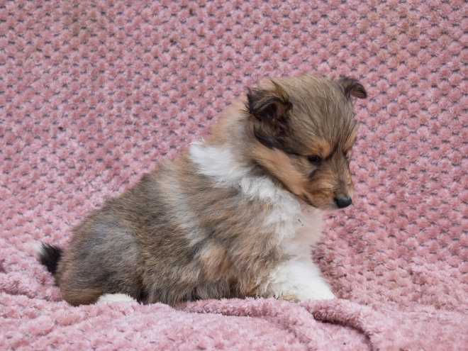 Collie puppy for sale