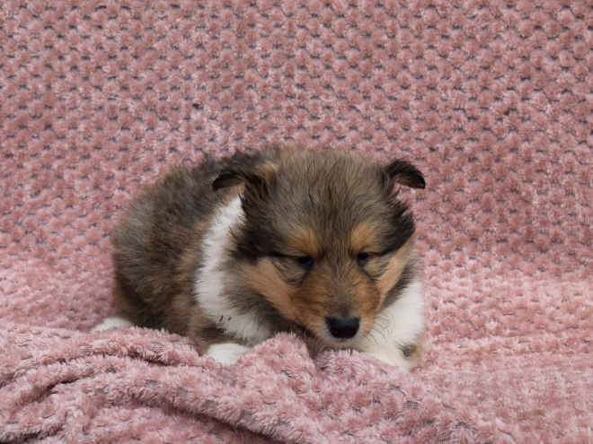 Collie puppy for sale