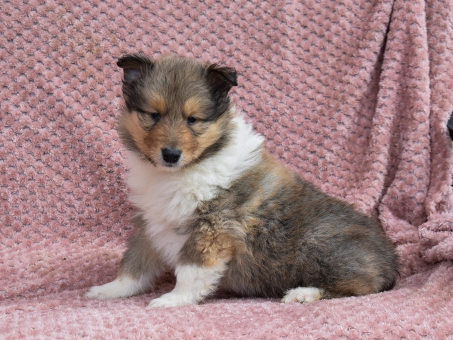 Collie puppy for sale