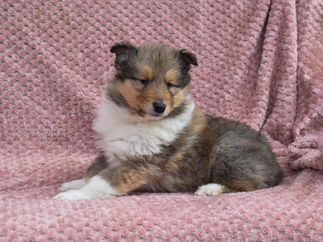 Collie puppy for sale