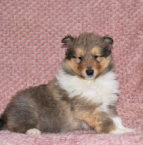 Collie puppy for sale