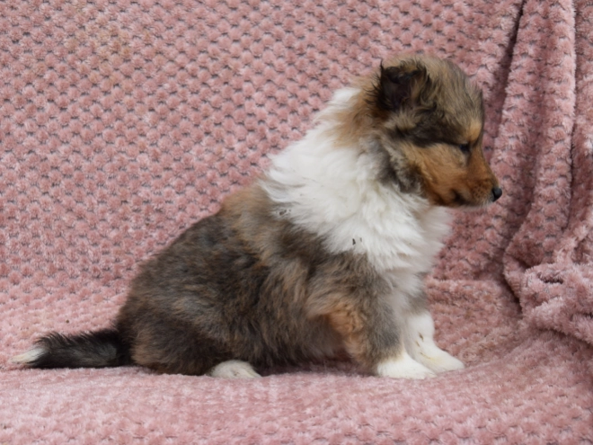 Collie puppy for sale