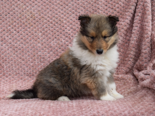 Collie puppy for sale