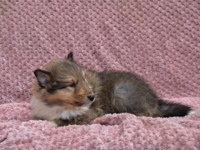 Collie puppy for sale