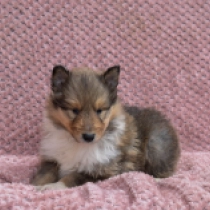 Perros Collie en venta