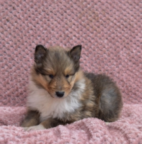 Collie puppy for sale