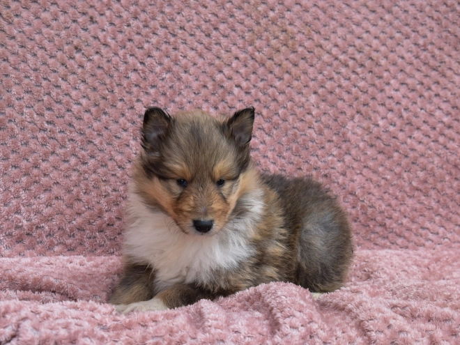 Collie puppy for sale