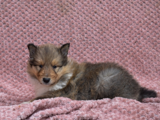 Collie puppy for sale