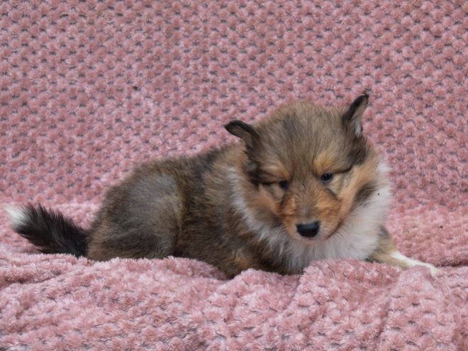 Collie puppy for sale