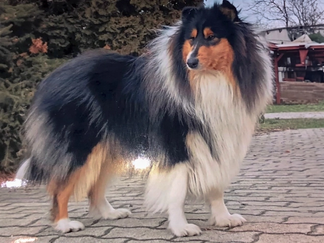 Collie puppy for sale