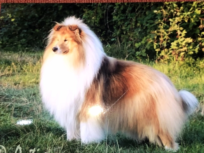 Collie puppy for sale