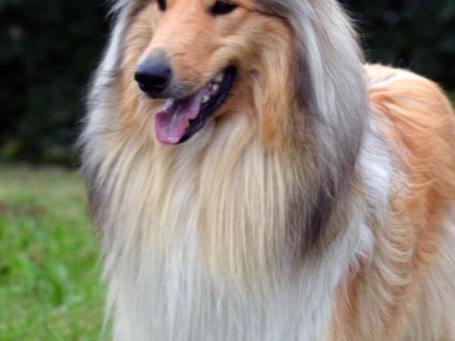Collie puppy for sale