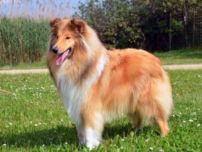 Collie puppy for sale