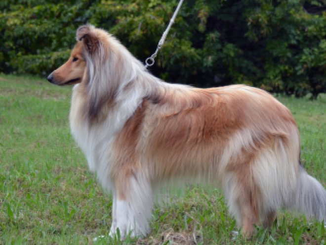 Collie puppy for sale