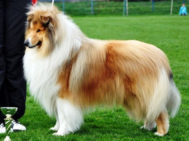Collie puppy for sale