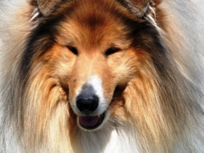 Collie puppy for sale