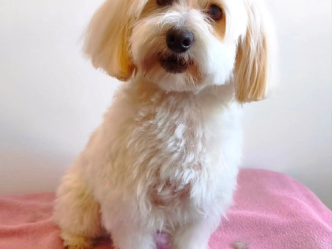 Coton de Tulear puppy for sale